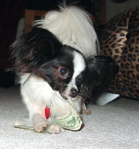 Elsa the Dog